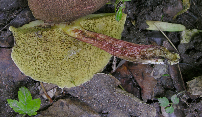 Xerocomus sp.